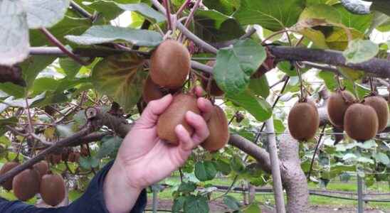 Excellent kiwis through warm October