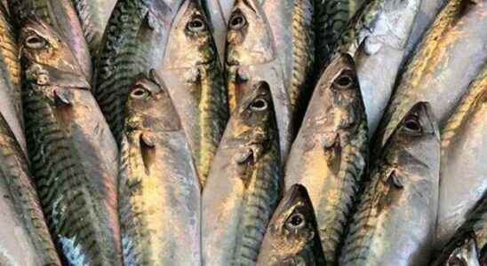 Experts warn Omega 3 source can cause blindness