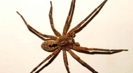 False wolf spiders are advancing in Utrecht what to do