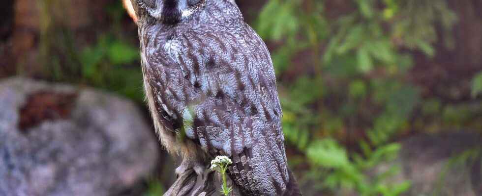 Flyaway owl targeted at Lidingo