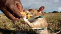 Giant rats are trained to search for people in the