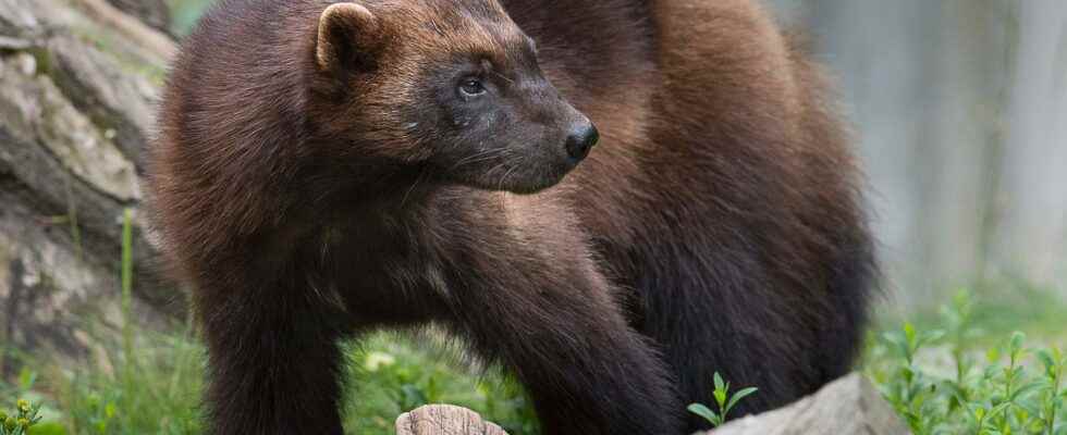 Good year for the wolverine in Sweden