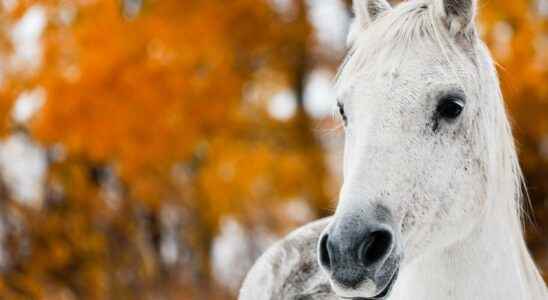 Horse was rescued from dust