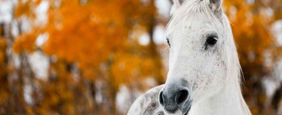 Horse was rescued from dust