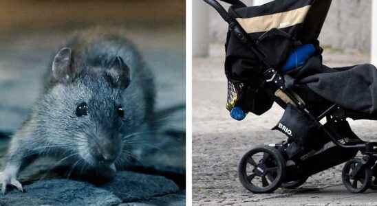 Invasion of rats on a playground in Gothenburg