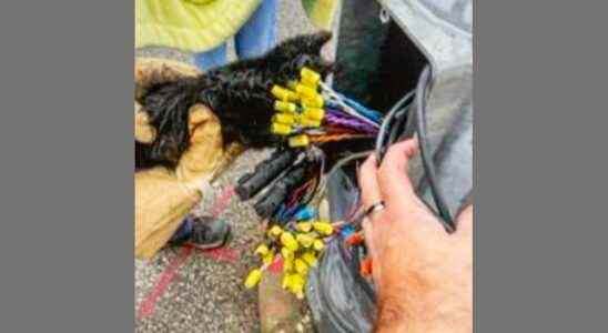 Kitten rescued from inside a utility pole