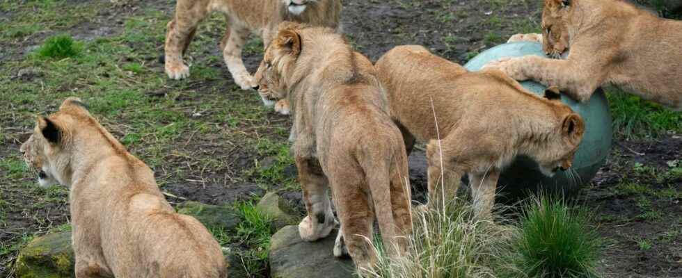 Lions on the loose in Sydney Zoo