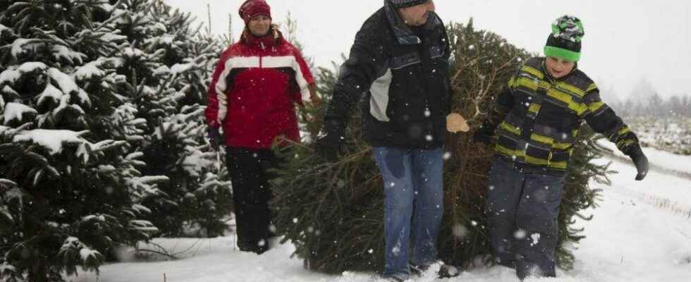 O Christmas tree Low supply high prices await shoppers