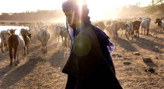 Pascal Maitre focus on the Fulani of the Sahel