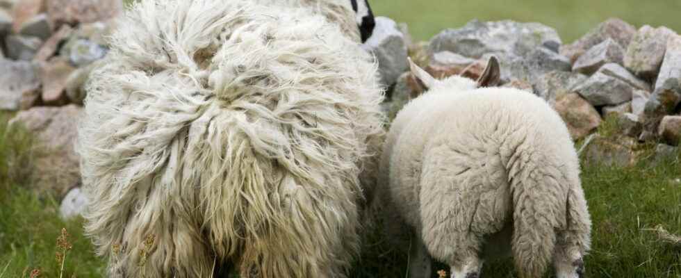 Peta promises 1 million to anyone who invents vegan wool