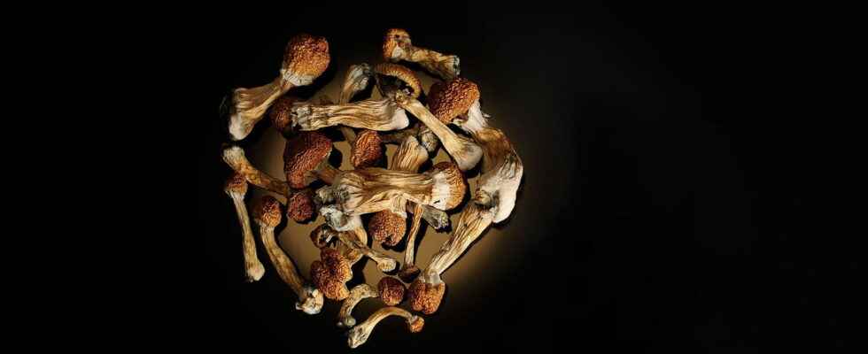 Psilocybin a hallucinogenic mushroom against depression