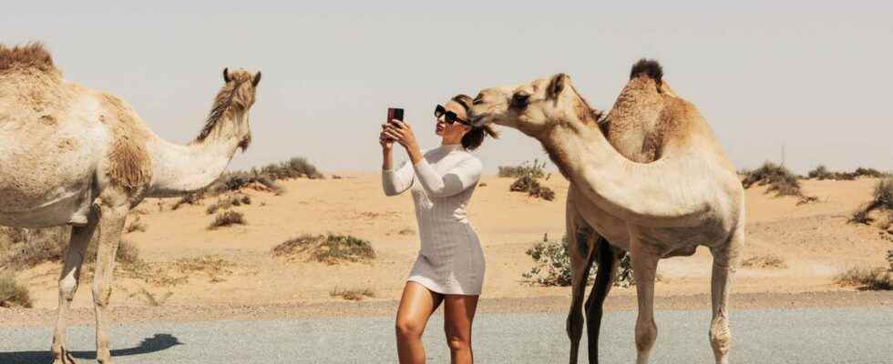 Qatar what is this camel virus that worries the organizers