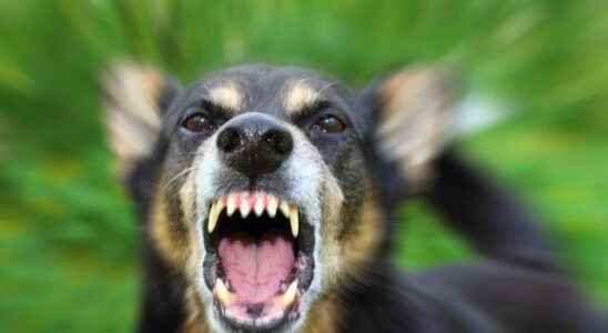 Rabies warning from experts Danger of saliva in rabies What