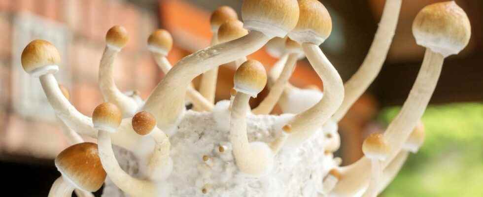 Resistant depression the confirmed trail of hallucinogenic mushrooms