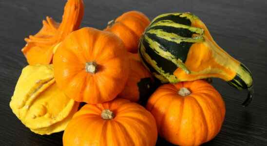 Squashgourd photos which is edible toxic