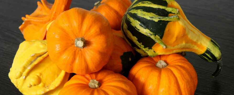 Squashgourd photos which is edible toxic