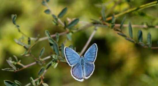 Stopped species death crucial for the climate