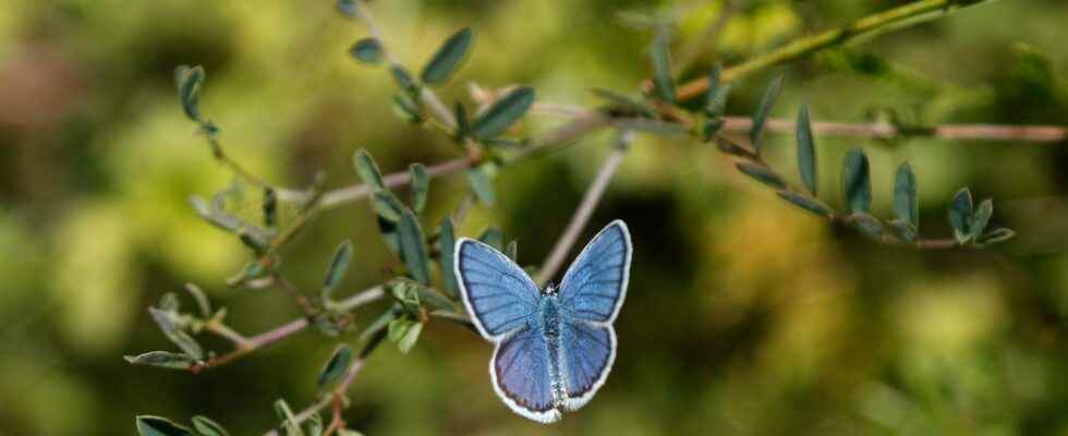 Stopped species death crucial for the climate