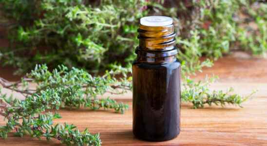 Thyme essential oil benefits colds throat use