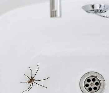 Tips for dealing with spiders at home