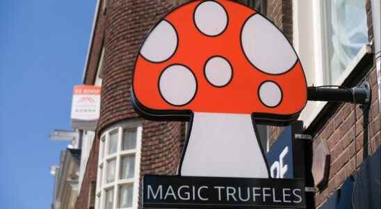 Utrecht research proves magic mushrooms can help against depression but