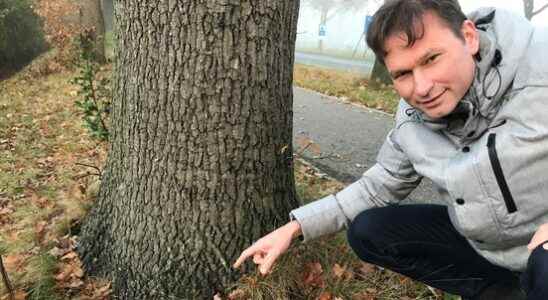 Where did the oak processionary caterpillar go Fighting costs something