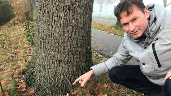 Where did the oak processionary caterpillar go Fighting costs something