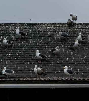 Why should bird droppings not be allowed to accumulate