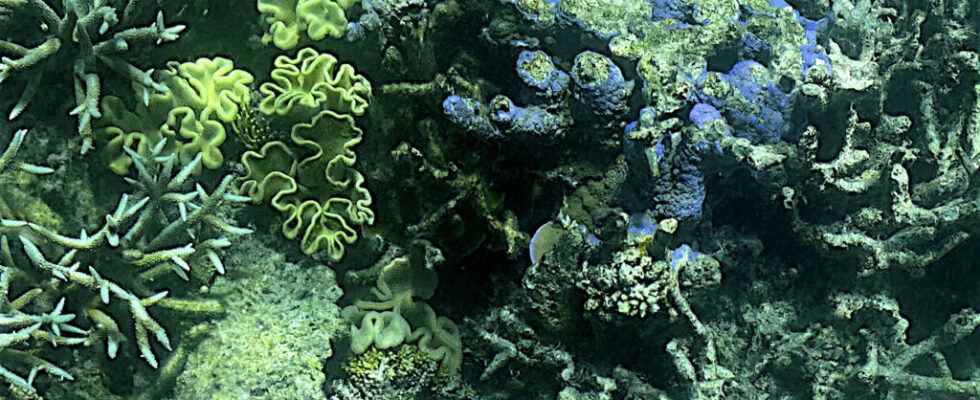 the Great Barrier Reef soon to be recognized as heritage