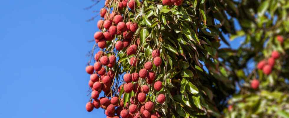 the NGO Transparency International denounces the opacity of the litchi