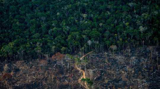 1670321230 Coffee cocoa meat These products resulting from deforestation are now