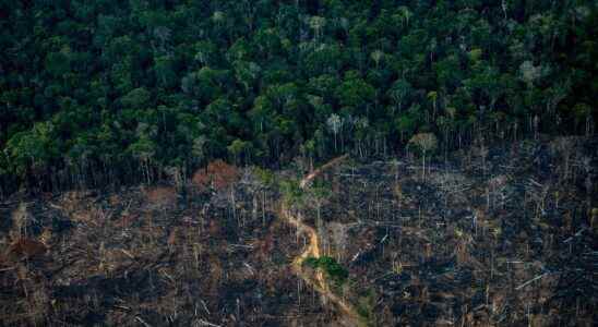 1670691557 Coffee cocoa meat These products resulting from deforestation are now