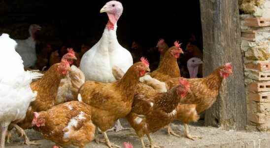 Avian flu is it dangerous to eat poultry at Christmas