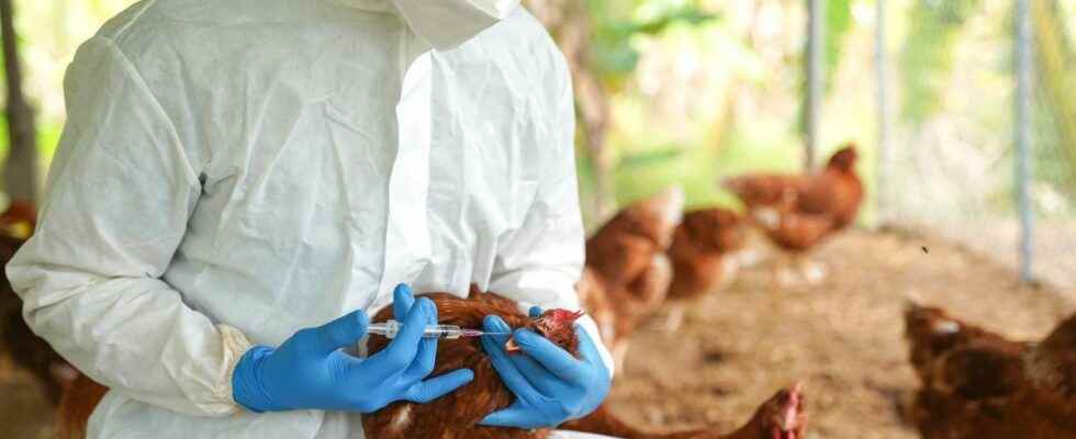 Avian flu towards a vaccination in the fall of 2023