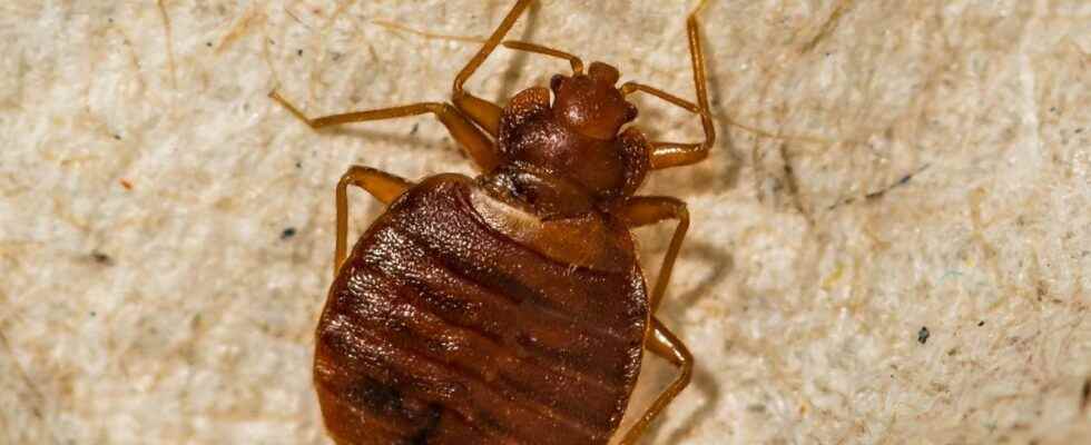 Bed bugs beware of chemicals