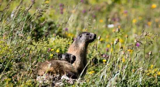 COP15 biodiversity between man and nature the gap is growing