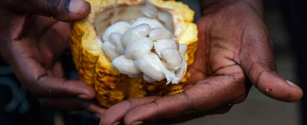 Creation of a cocoa exchange in Africa many challenges remain