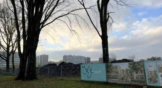 Fighting for the trees petition to prevent tree felling in