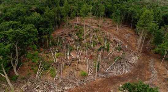 Fourteen estate owners receive money after devastating wind storm Leersum