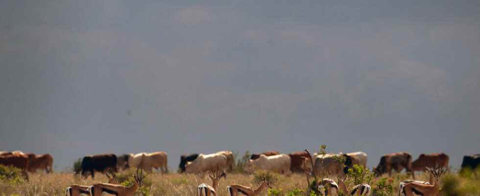 Kenya drought sparks inter community clashes