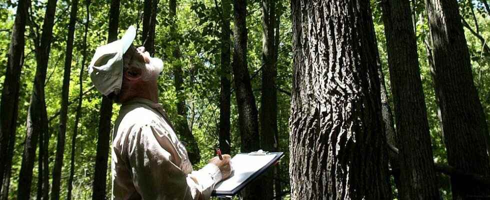 Lambton County forest designated as a Key Biodiversity Area