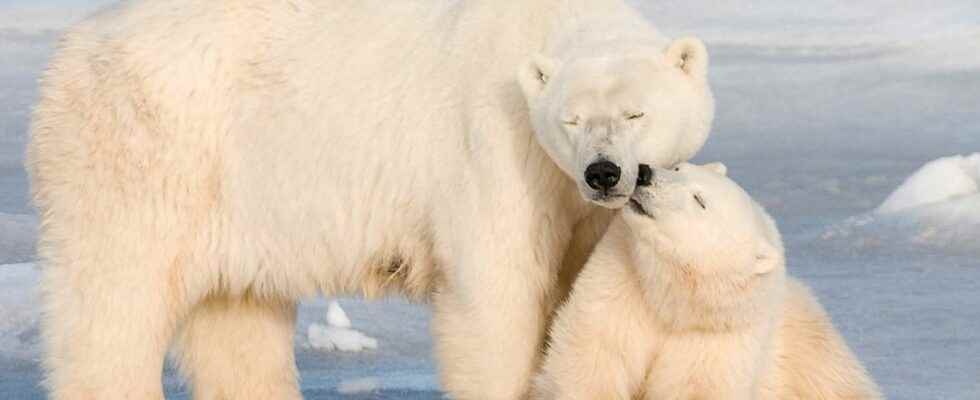 Latest news Sharp decline in polar bears