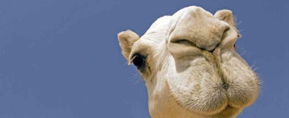 MERS Should we fear a spread of the camel virus