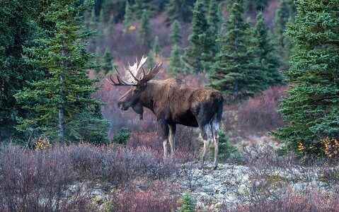 Man fined 15K for killing moose without licence leaving carcass