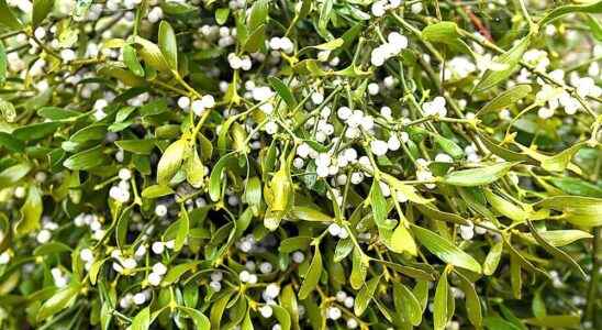 Mistletoe has a long and somewhat sordid history