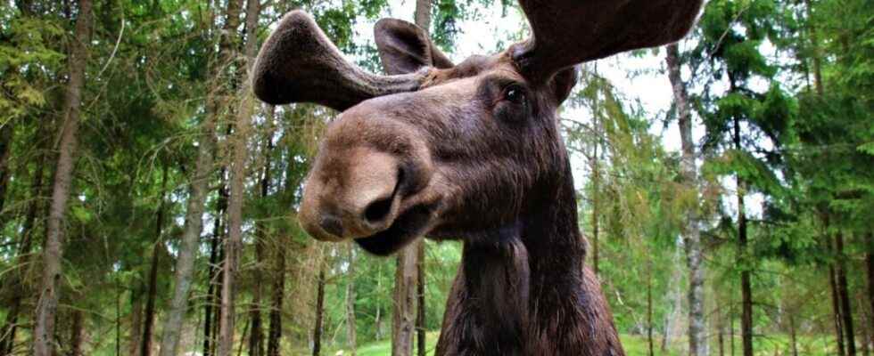 Moose hunting in Sweden Accents from Europe