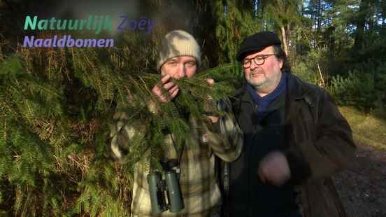 Of course Zoey about coniferous trees and the ideal Christmas