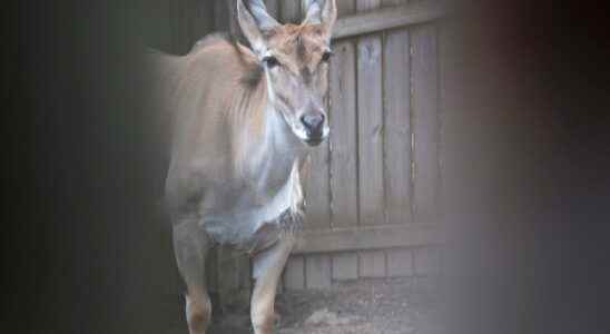 Olands zoo is being prosecuted by the Work Environment Agency