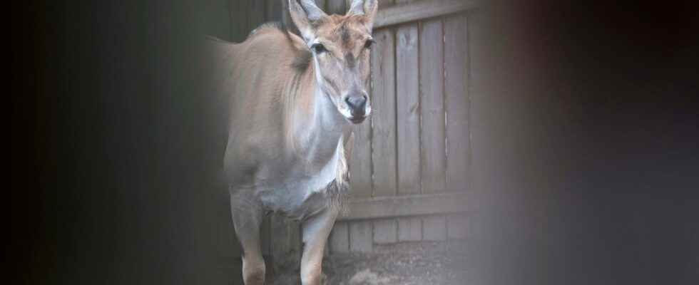 Olands zoo is being prosecuted by the Work Environment Agency