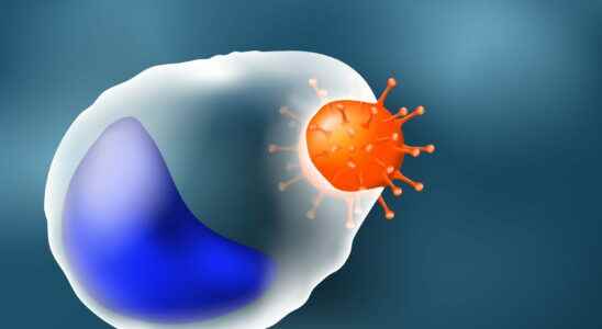 Phagocytosis role stages pattern what is it